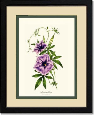 Morning Glory | Flower/Floral Art Print