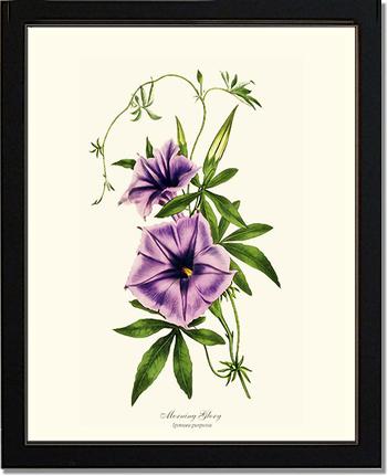 Morning Glory | Flower/Floral Art Print