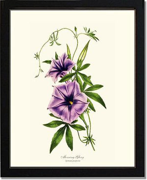 Morning Glory | Flower/Floral Art Print