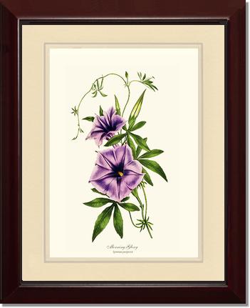 Morning Glory | Flower/Floral Art Print
