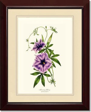 Morning Glory | Flower/Floral Art Print