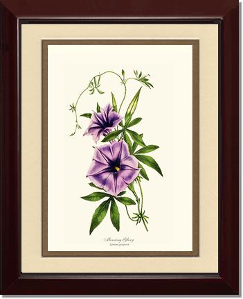 Morning Glory | Flower/Floral Art Print
