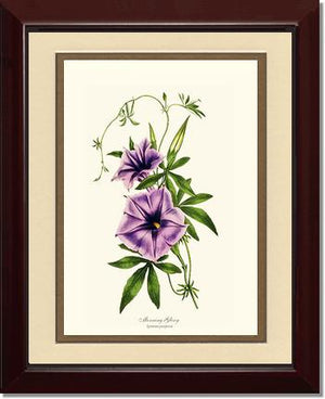 Morning Glory | Flower/Floral Art Print