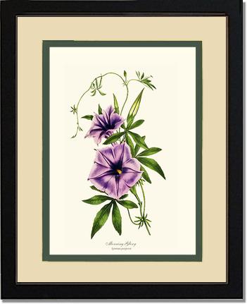 Morning Glory | Flower/Floral Art Print