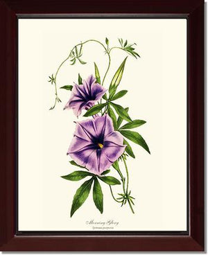Morning Glory | Flower/Floral Art Print
