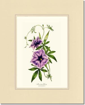 Morning Glory | Flower/Floral Art Print
