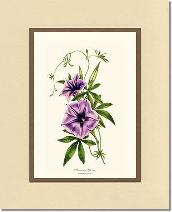 Morning Glory | Flower/Floral Art Print