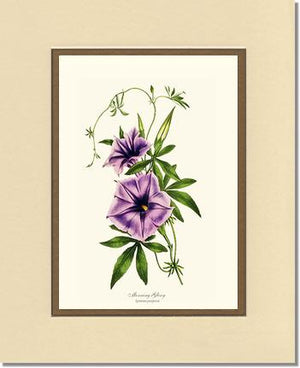Morning Glory | Flower/Floral Art Print