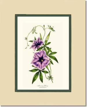 Morning Glory | Flower/Floral Art Print