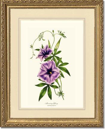 Morning Glory | Flower/Floral Art Print