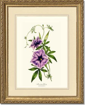 Morning Glory | Flower/Floral Art Print