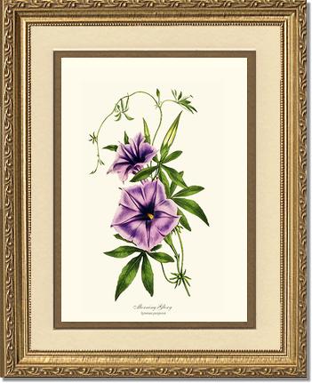 Morning Glory | Flower/Floral Art Print