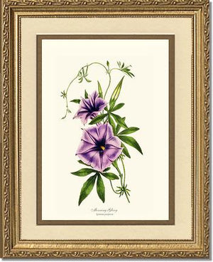 Morning Glory | Flower/Floral Art Print