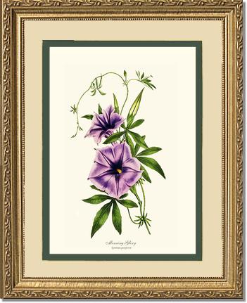 Morning Glory | Flower/Floral Art Print