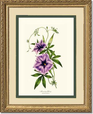 Morning Glory | Flower/Floral Art Print