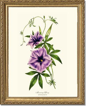 Morning Glory | Flower/Floral Art Print