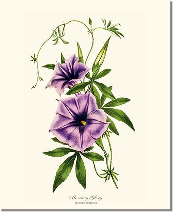 Morning Glory | Flower/Floral Art Print