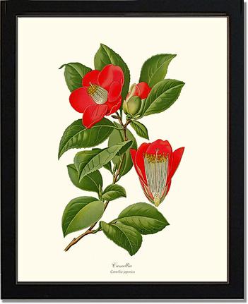 Camellia | Flower/Floral Art Print