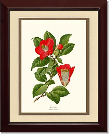 Camellia | Flower/Floral Art Print