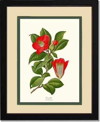 Camellia | Flower/Floral Art Print