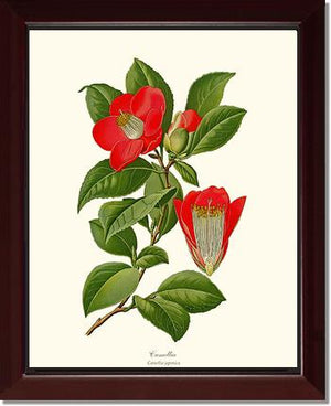 Camellia
