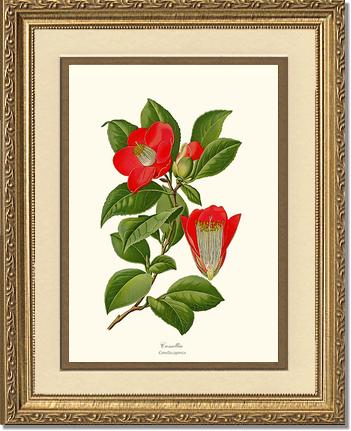 Camellia | Flower/Floral Art Print