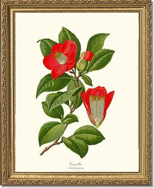 Camellia