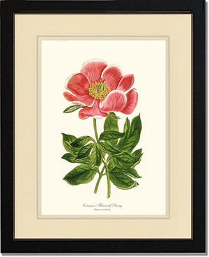 Peony, Crimson Flowered | Flower/Floral Art Print