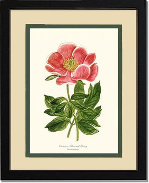 Peony, Crimson Flowered | Flower/Floral Art Print