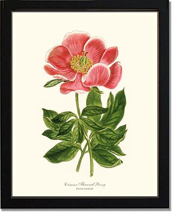 Peony, Crimson Flowered | Flower/Floral Art Print