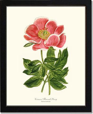 Peony, Crimson Flowered | Flower/Floral Art Print