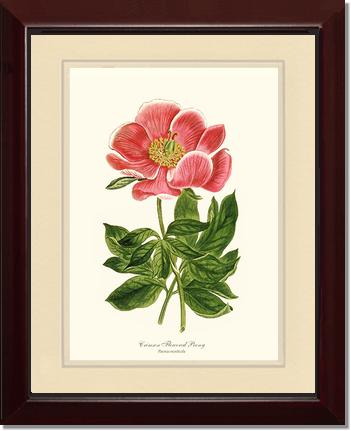 Peony, Crimson Flowered | Flower/Floral Art Print