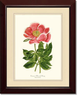Peony, Crimson Flowered | Flower/Floral Art Print