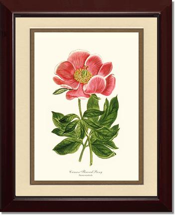 Peony, Crimson Flowered | Flower/Floral Art Print