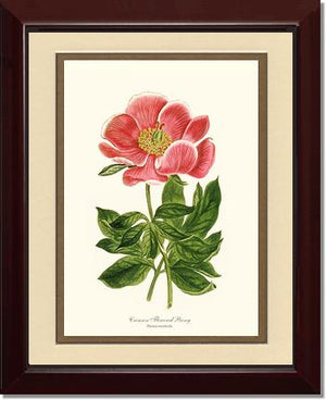 Peony, Crimson Flowered | Flower/Floral Art Print
