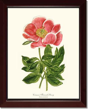 Peony, Crimson Flowered | Flower/Floral Art Print