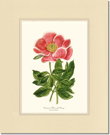 Peony, Crimson Flowered | Flower/Floral Art Print