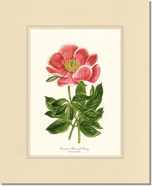 Peony, Crimson Flowered | Flower/Floral Art Print