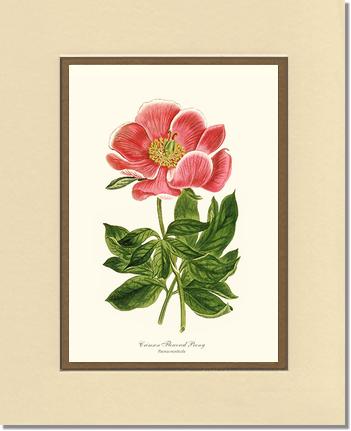 Peony, Crimson Flowered | Flower/Floral Art Print