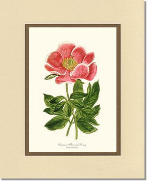 Peony, Crimson Flowered | Flower/Floral Art Print