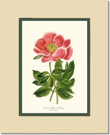 Peony, Crimson Flowered | Flower/Floral Art Print