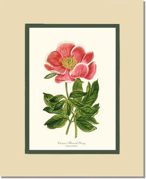 Peony, Crimson Flowered | Flower/Floral Art Print