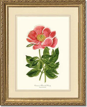 Peony, Crimson Flowered | Flower/Floral Art Print