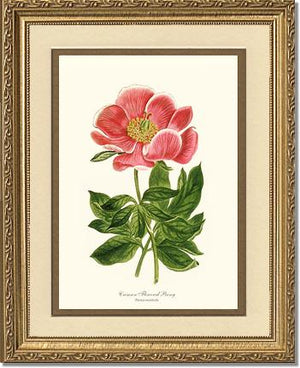 Peony, Crimson Flowered | Flower/Floral Art Print
