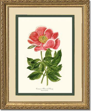 Peony, Crimson Flowered | Flower/Floral Art Print