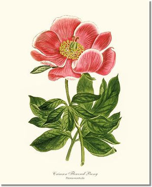 Peony, Crimson Flowered | Flower/Floral Art Print