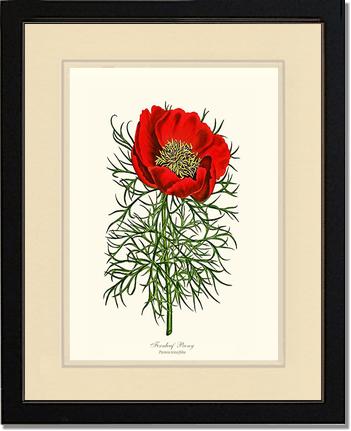 Peony, Fernleaf | Flower/Floral Art Print