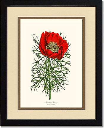 Peony, Fernleaf | Flower/Floral Art Print