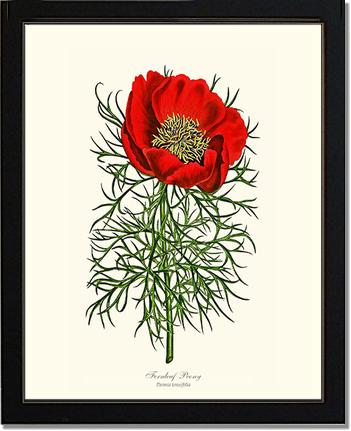 Peony, Fernleaf | Flower/Floral Art Print