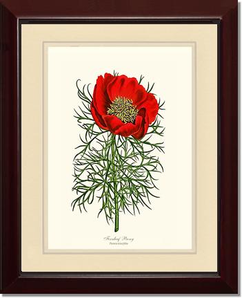 Peony, Fernleaf | Flower/Floral Art Print